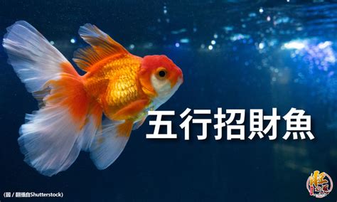 鯉魚招財|可招財旺運的風水魚——錦鯉